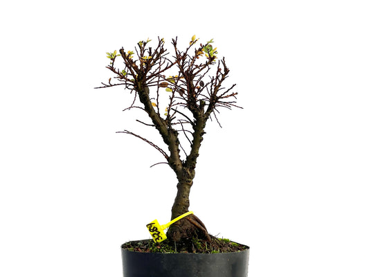 Ulmus Hokkaido 3289