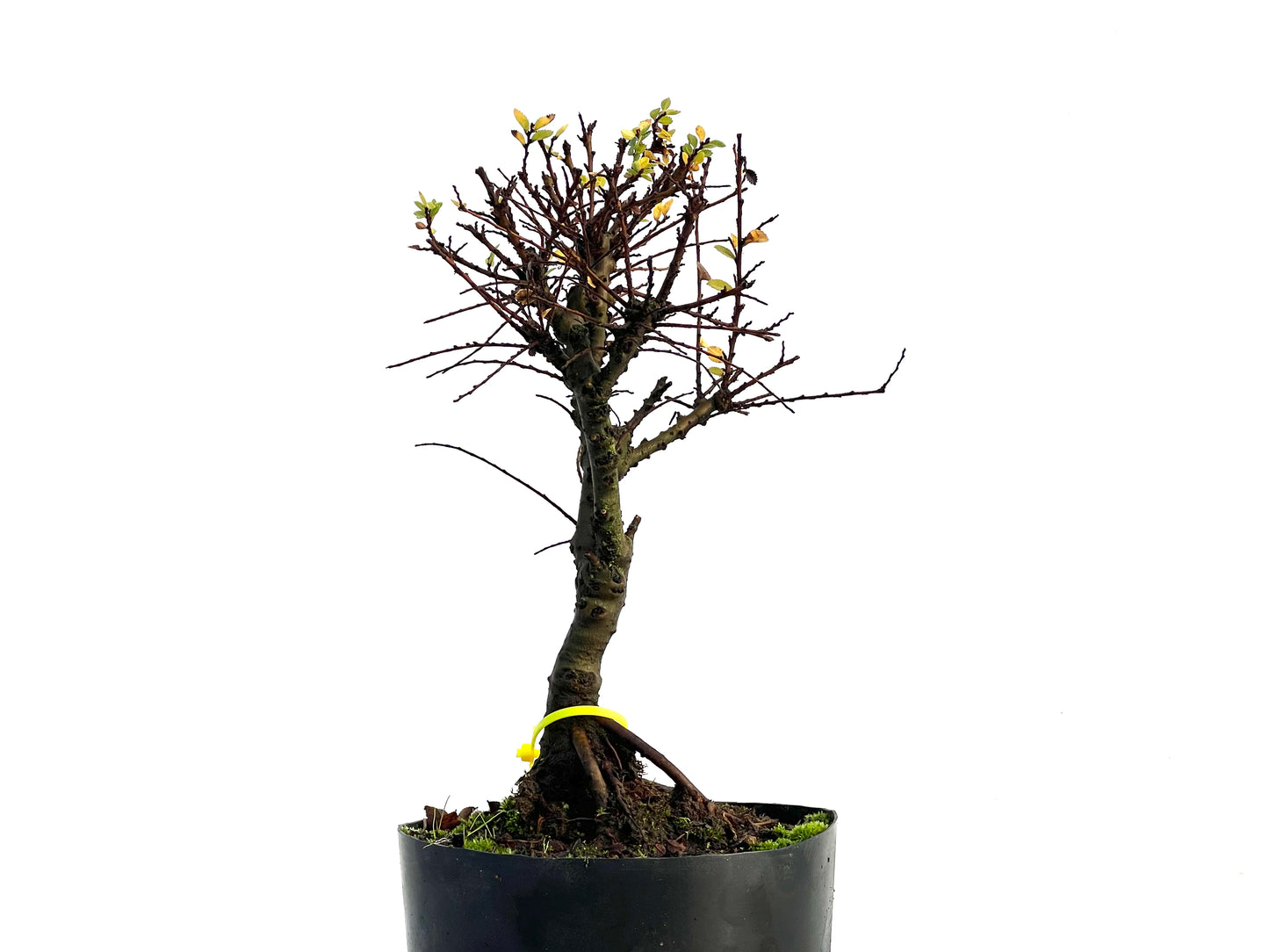 Ulmus Hokkaido 3289