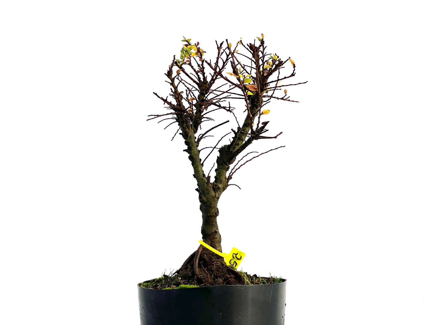 Ulmus Hokkaido 3289