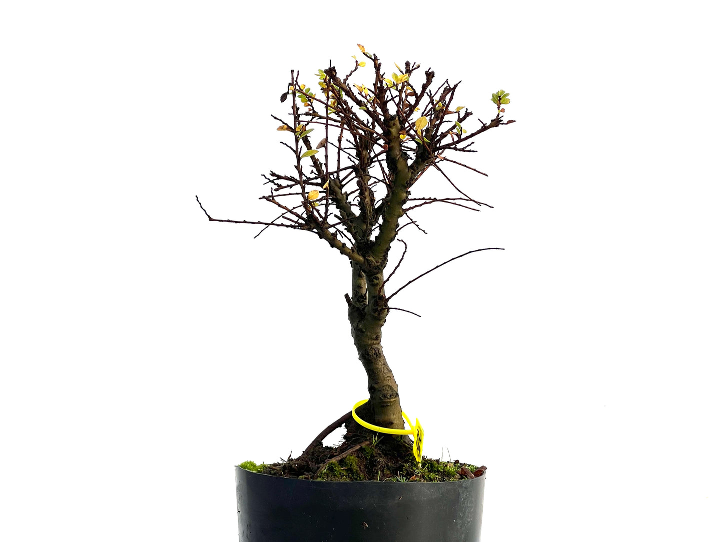 Ulmus Hokkaido 3289