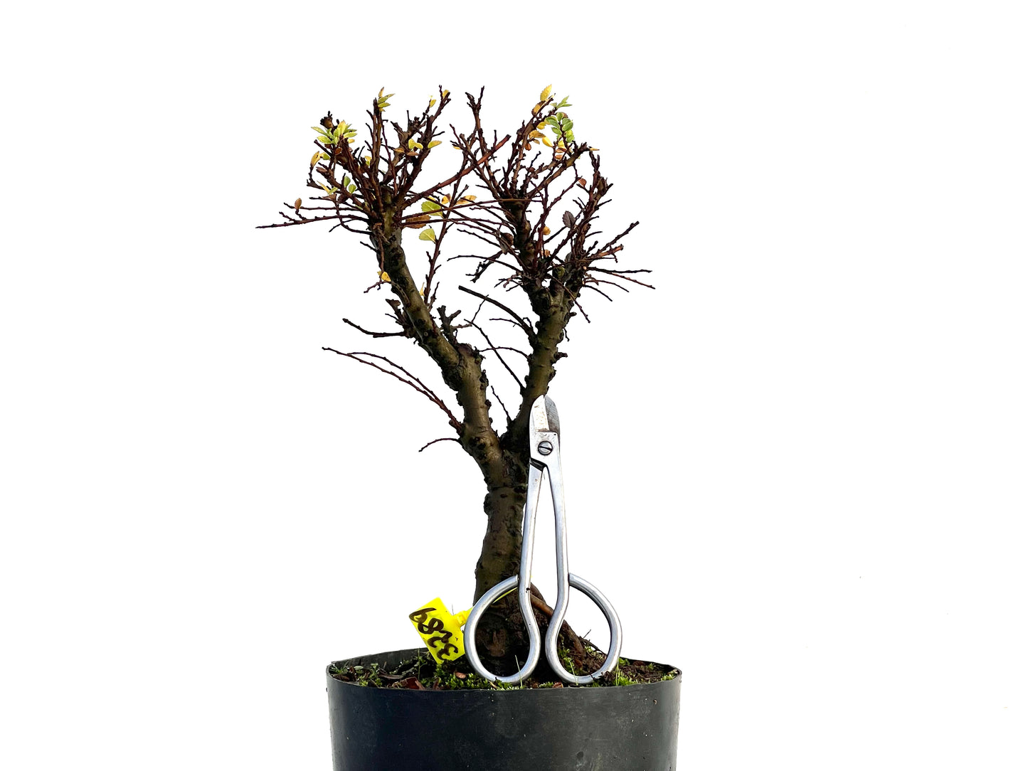 Ulmus Hokkaido 3289