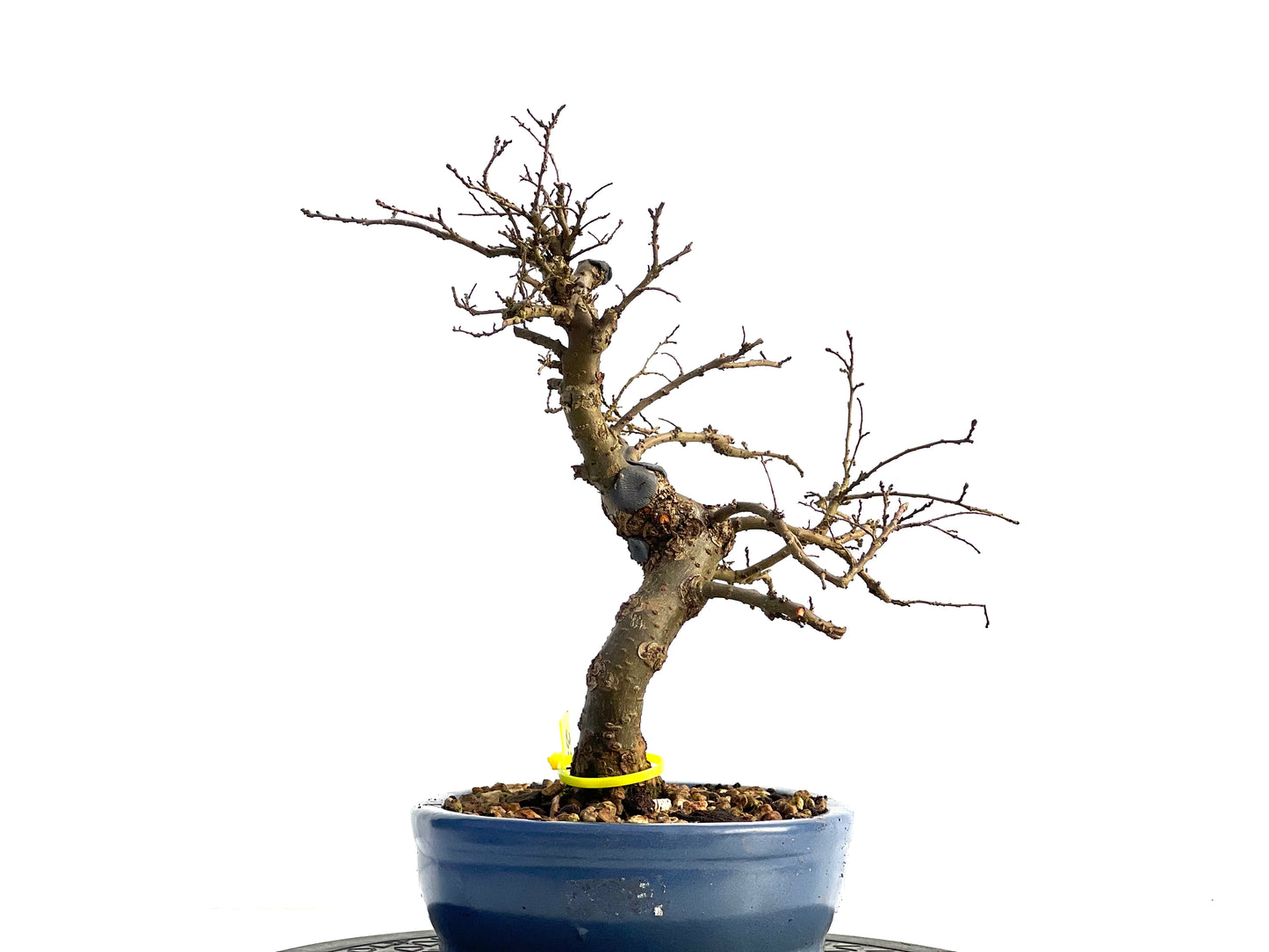 Ulmus Parvifolia 1840