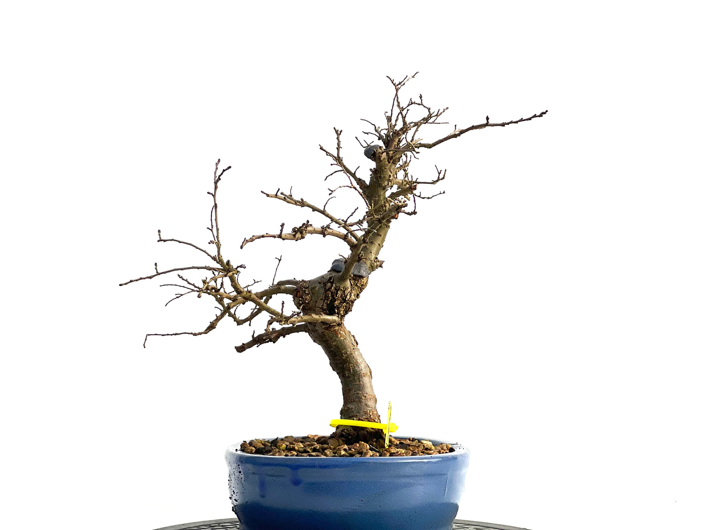 Ulmus Parvifolia 1840