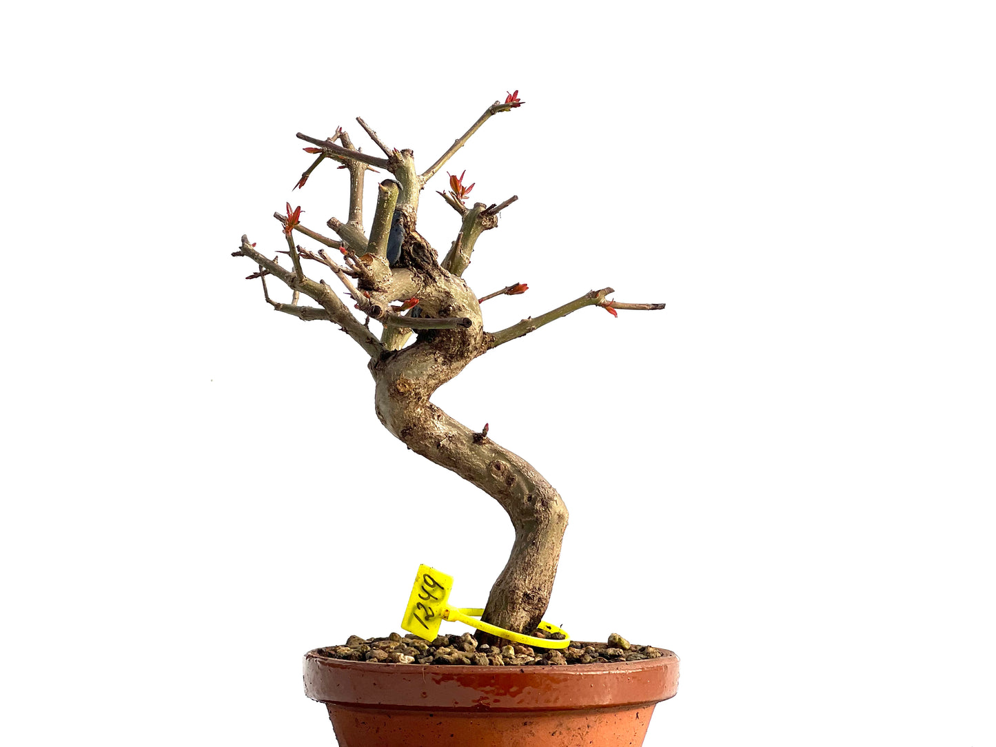 Punica Granatum Nejikan 1249