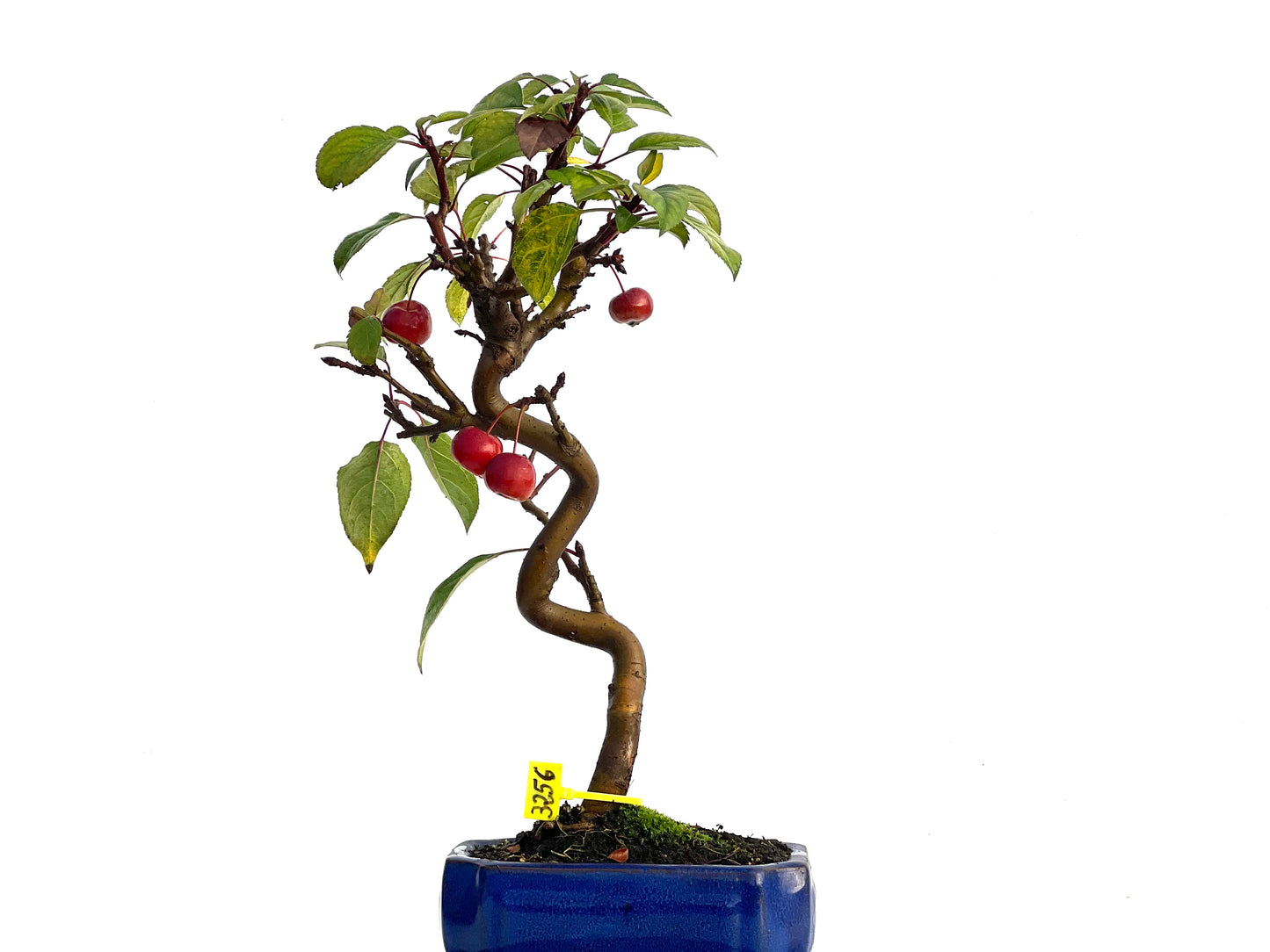 Malus Everest 3256