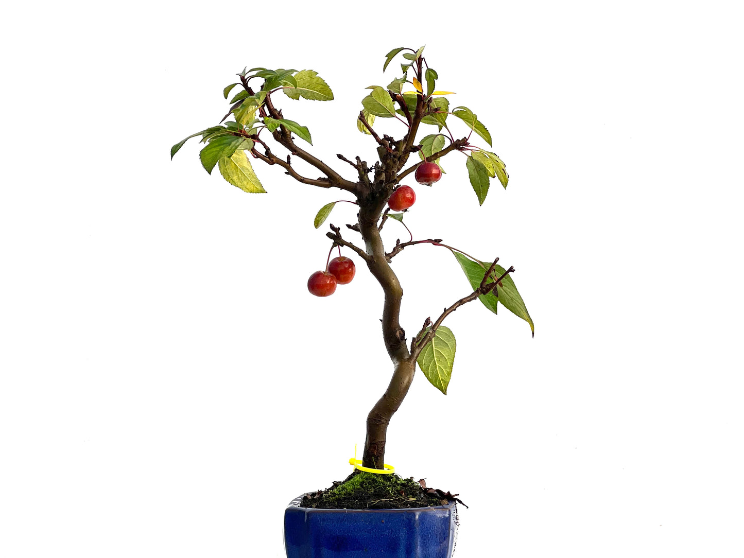 Malus Everest 3256