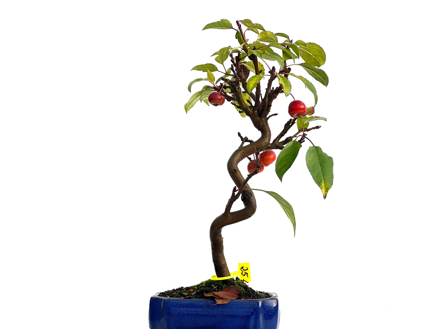 Malus Everest 3256