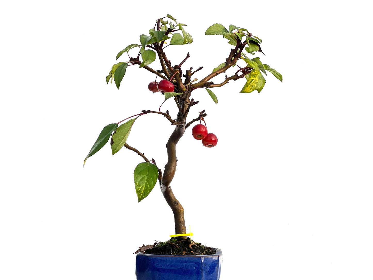 Malus Everest 3256