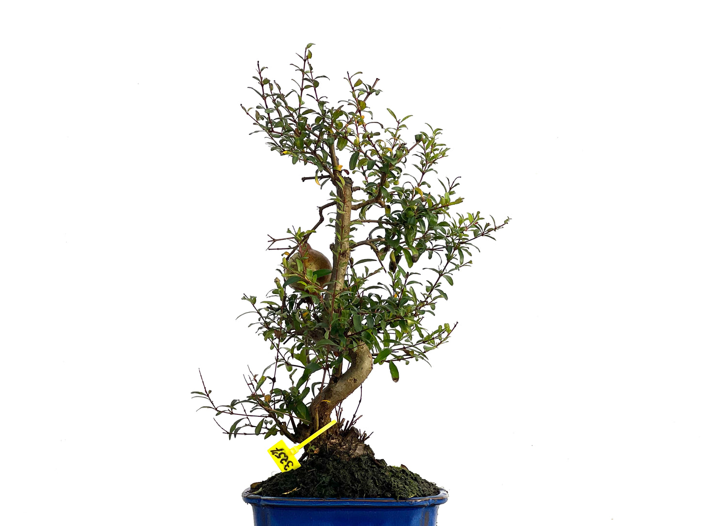 Punica Granatum Nana 3257