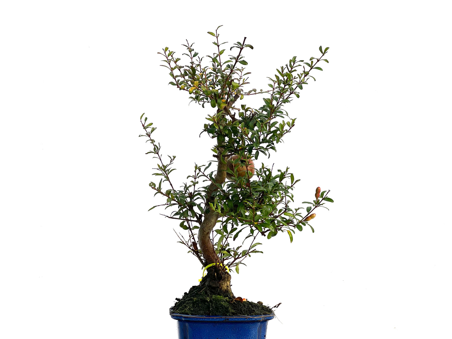 Punica Granatum Nana 3257