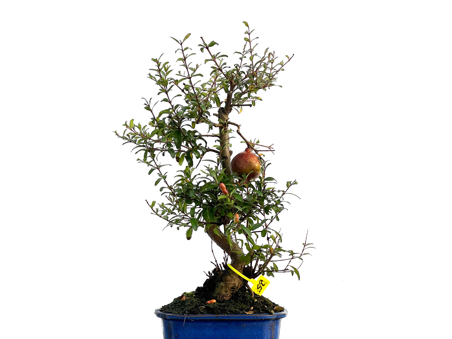 Punica Granatum Nana 3257
