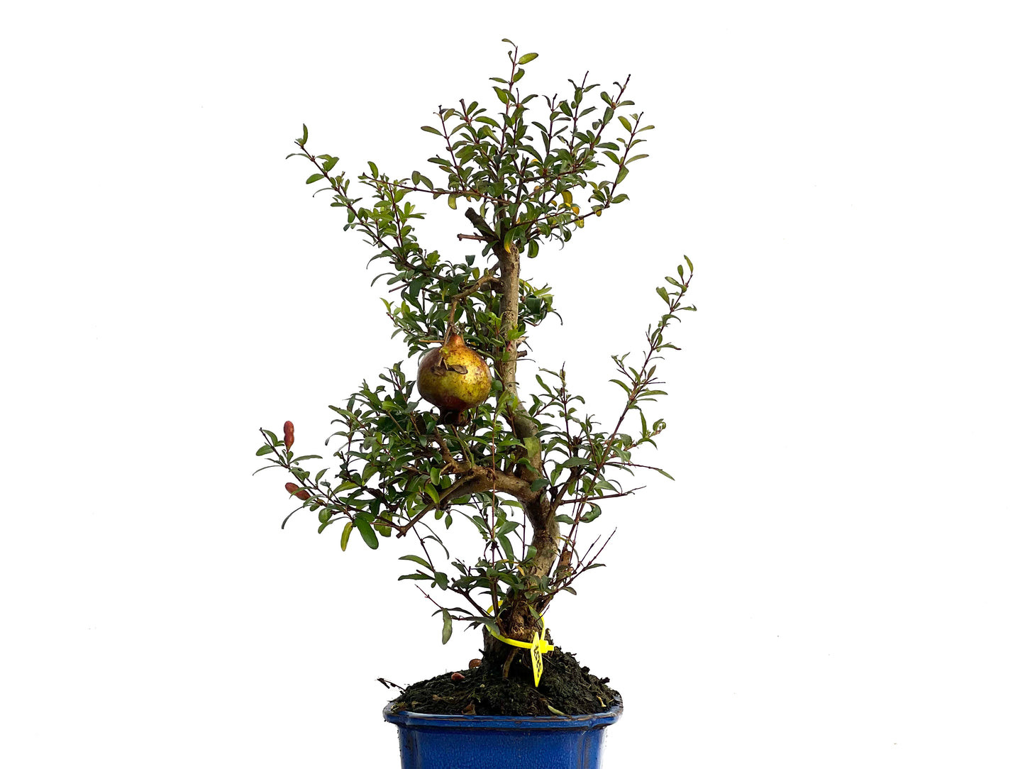 Punica Granatum Nana 3257
