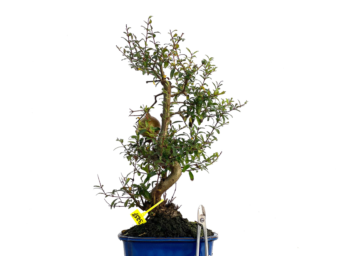 Punica Granatum Nana 3257
