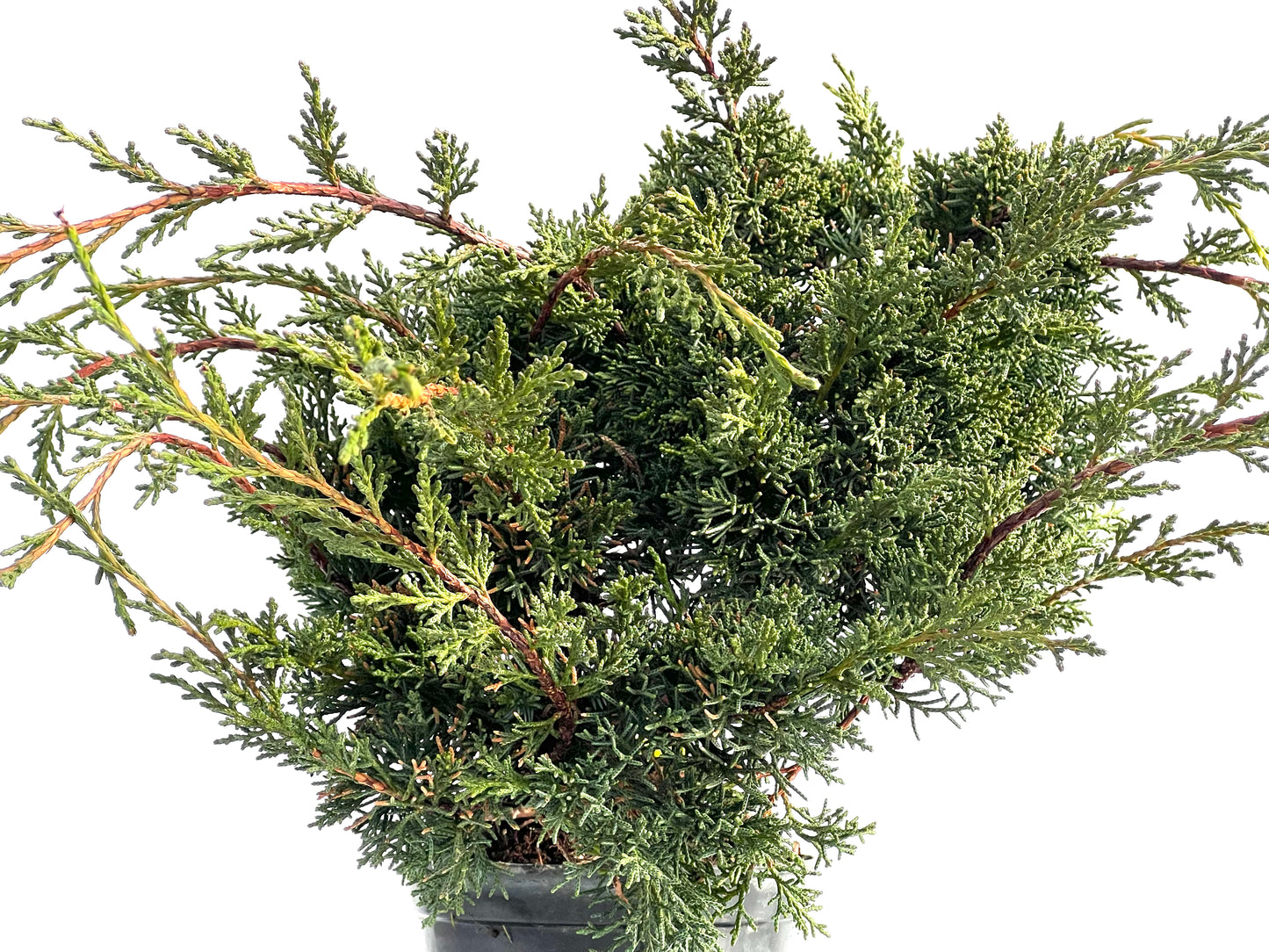 Juniperus Chinensis Kyshu 1574