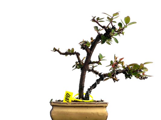 Pyracantha 1847