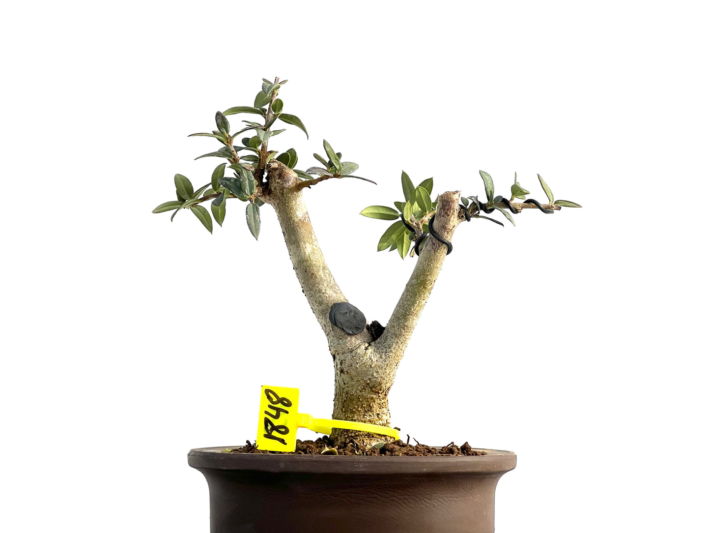 Olea Europaea Sylvestris 1848