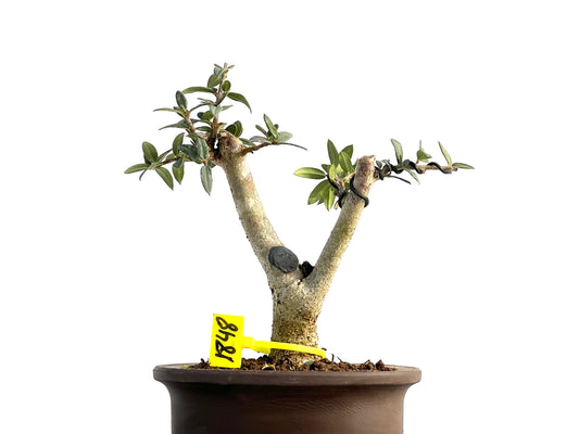 Olea Europaea Sylvestris 1848