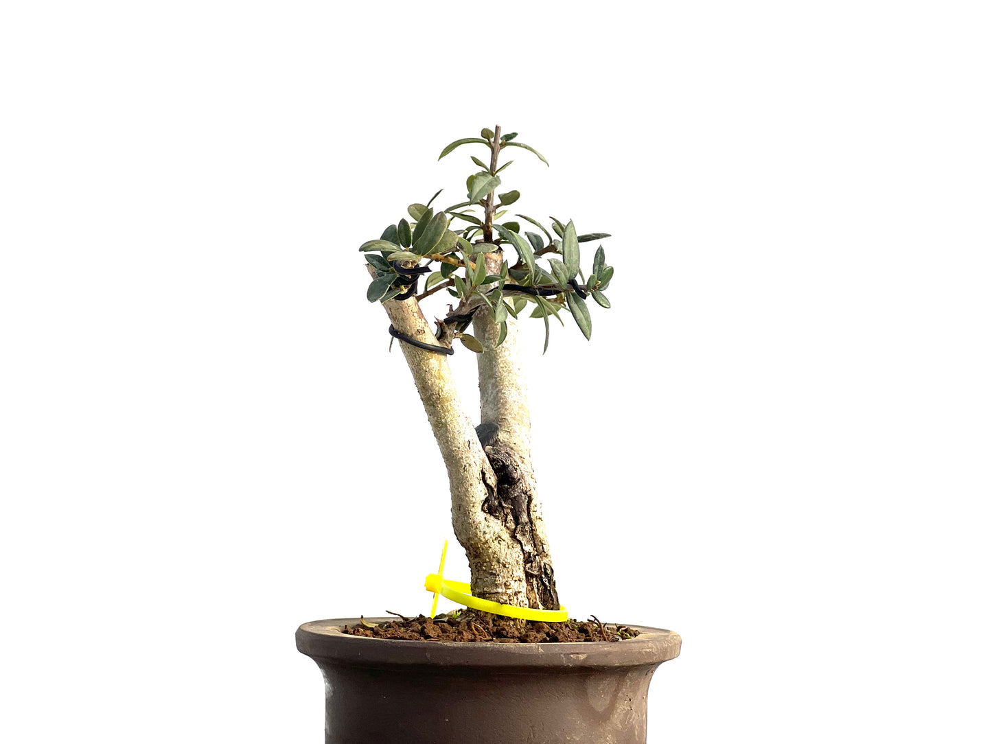 Olea Europaea Sylvestris 1848
