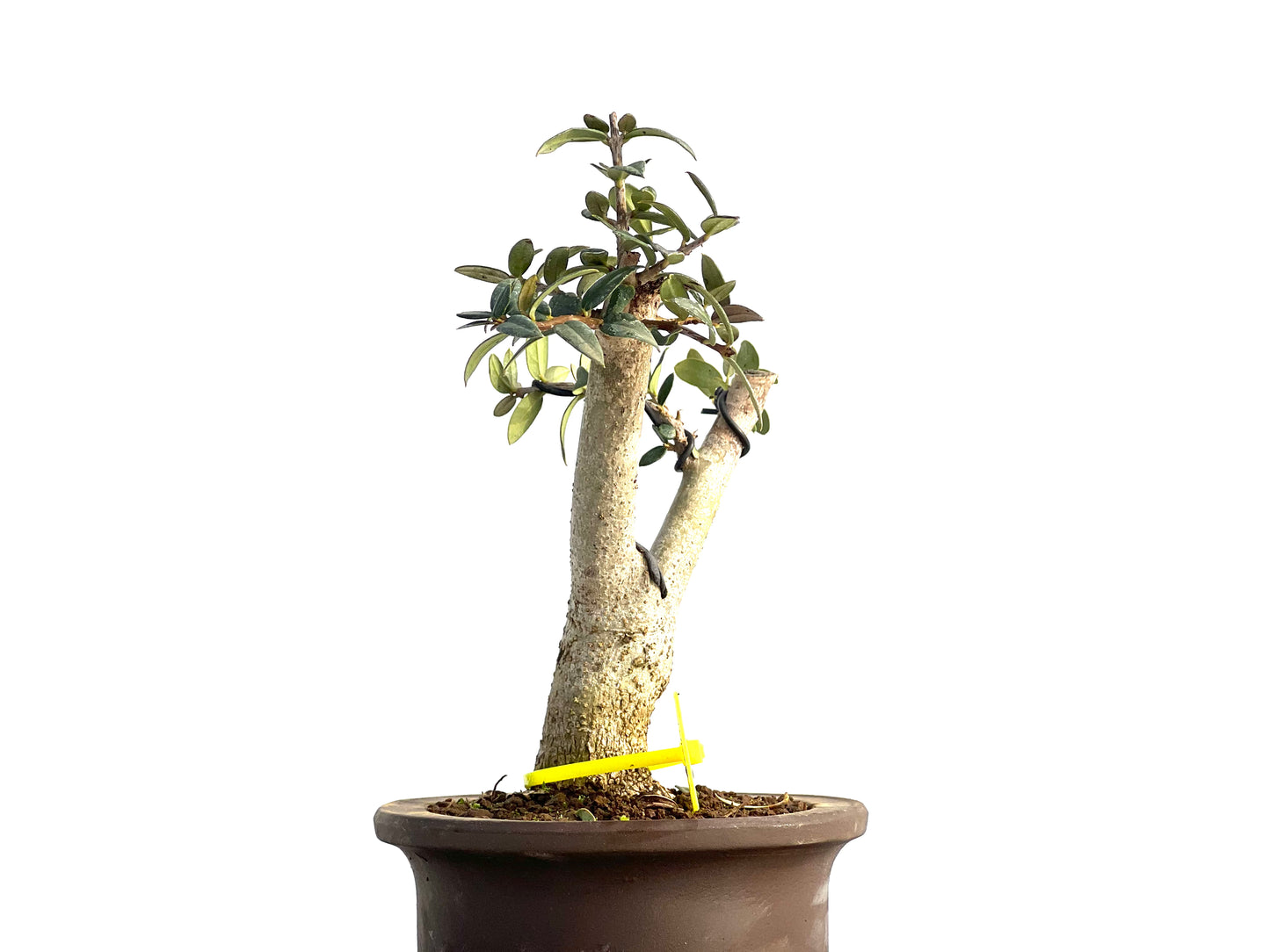 Olea Europaea Sylvestris 1848
