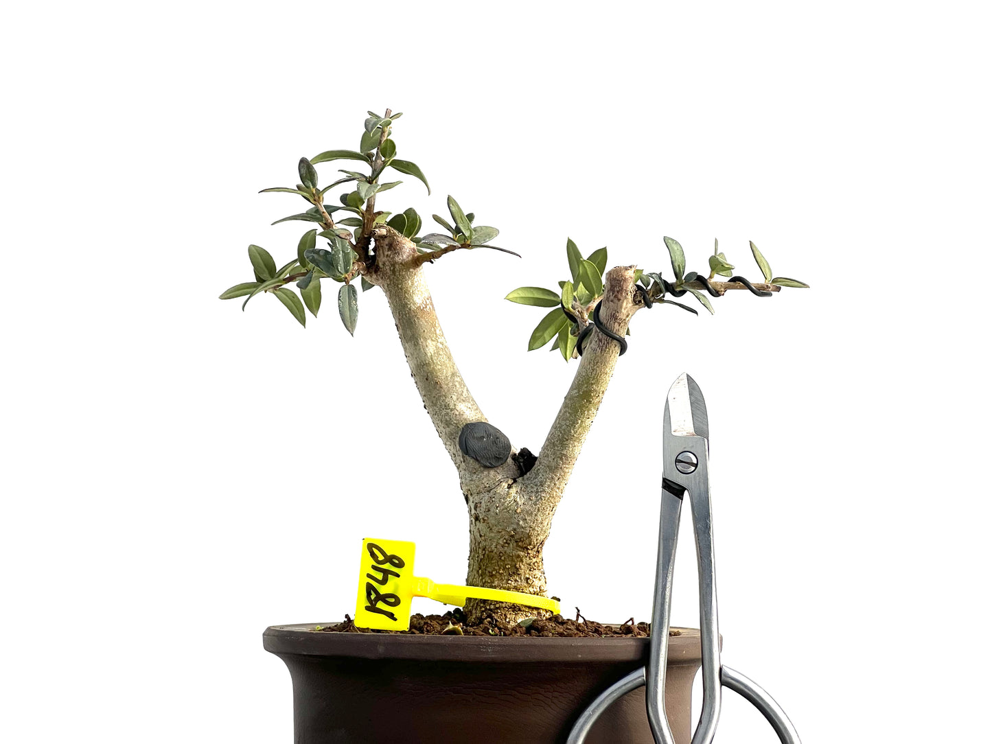 Olea Europaea Sylvestris 1848