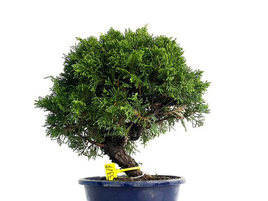 Juniperus Chinensis Itoigawa 3315