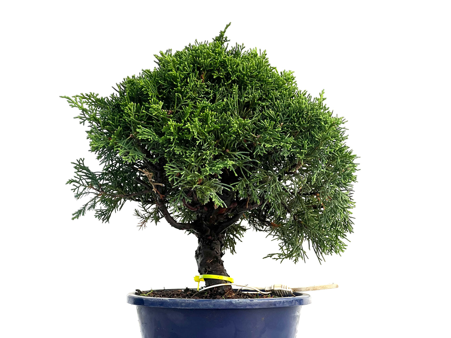 Juniperus Chinensis Itoigawa 3315