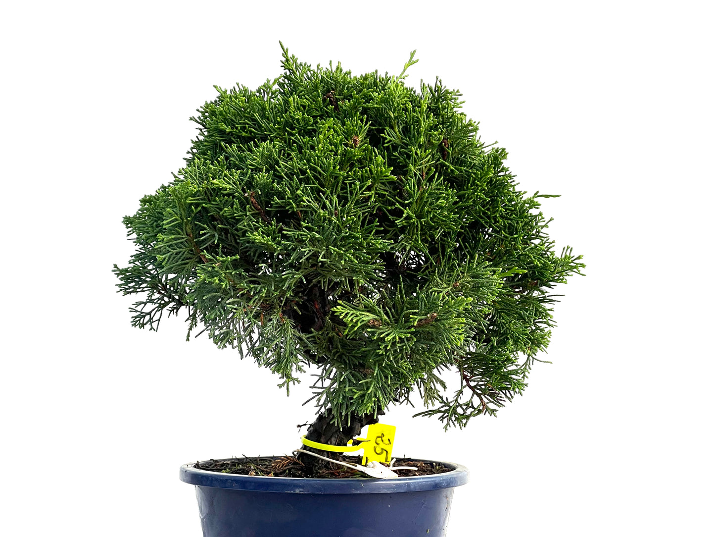 Juniperus Chinensis Itoigawa 3315