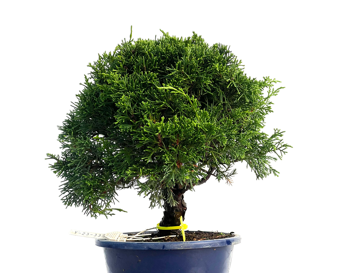 Juniperus Chinensis Itoigawa 3315