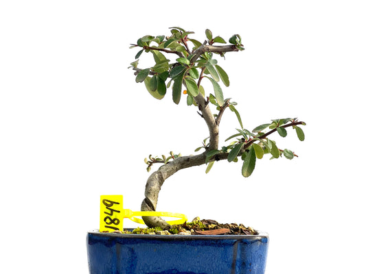 Pyracantha 1849