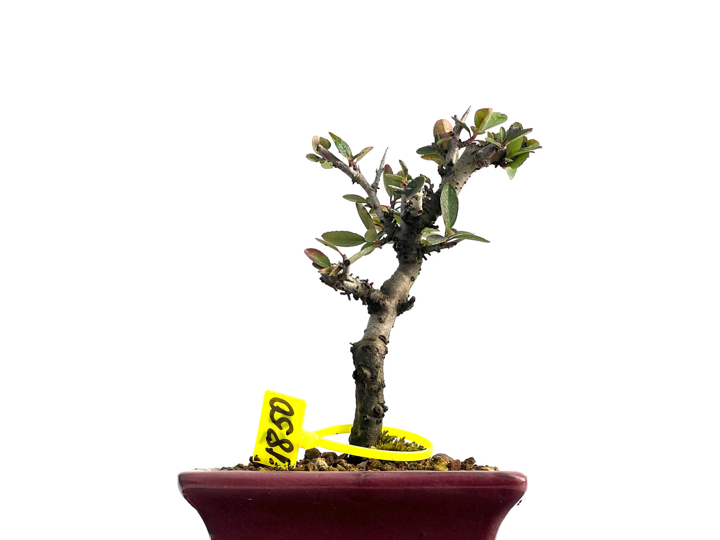 Pyracantha 1850