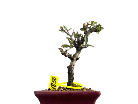 Pyracantha 1850