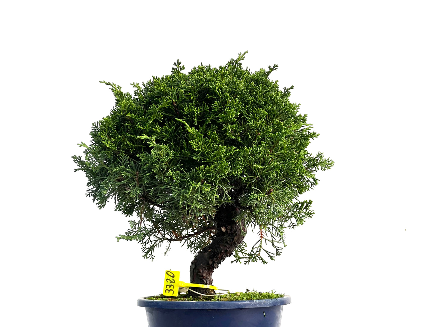 Juniperus Chinensis Itoigawa 3320
