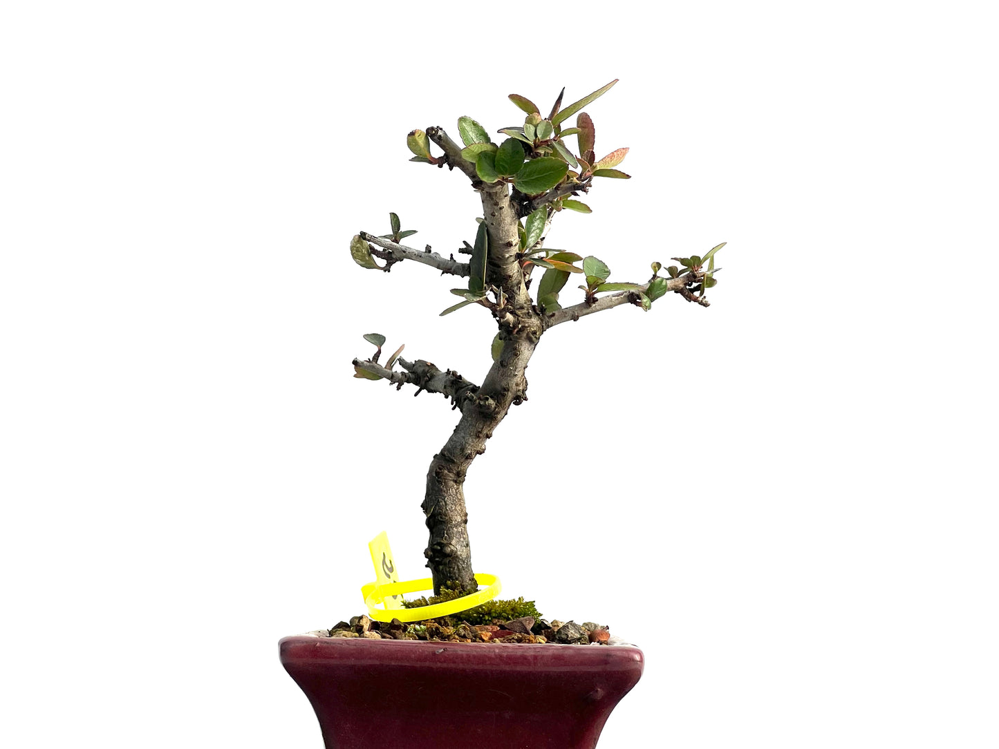 Pyracantha 1850