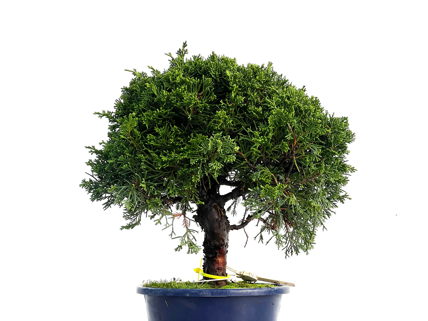 Juniperus Chinensis Itoigawa 3320