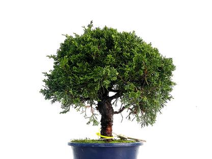 Juniperus Chinensis Itoigawa 3320