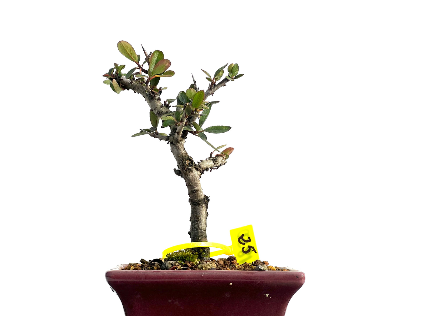 Pyracantha 1850
