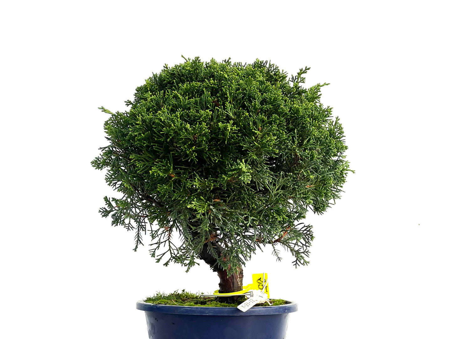 Juniperus Chinensis Itoigawa 3320