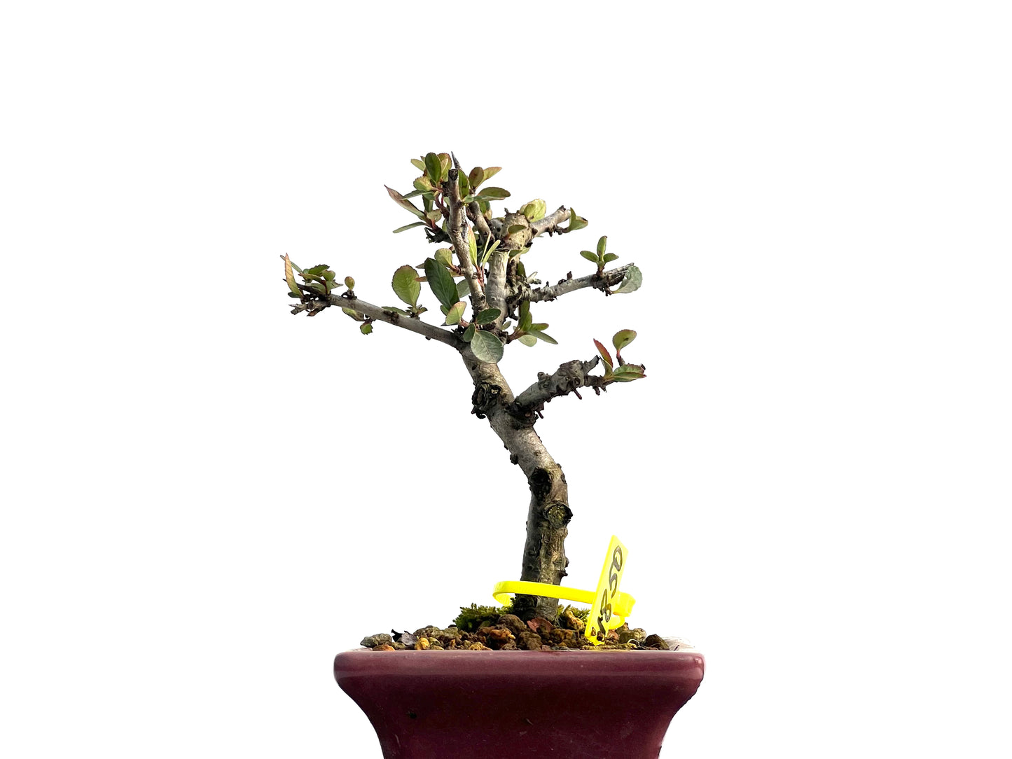 Pyracantha 1850