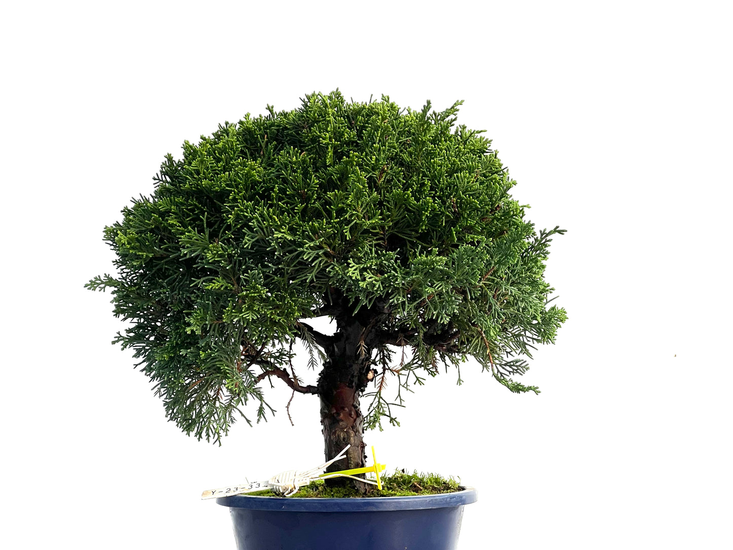 Juniperus Chinensis Itoigawa 3320