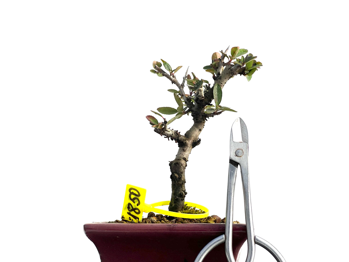 Pyracantha 1850