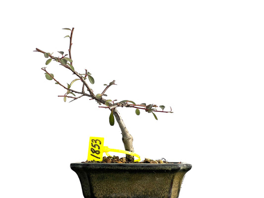 Pyracantha 1853