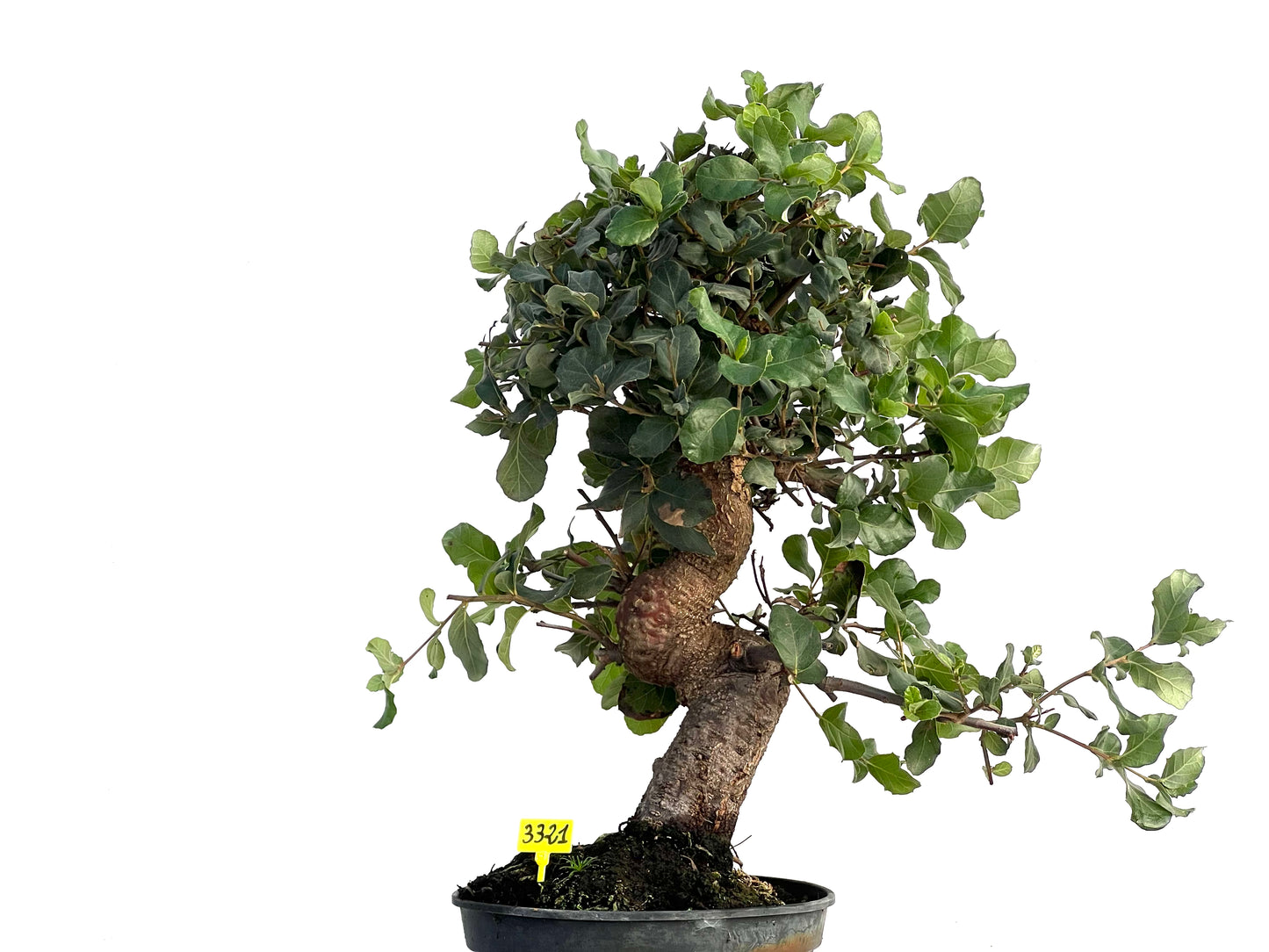 Quercus Suber 3321