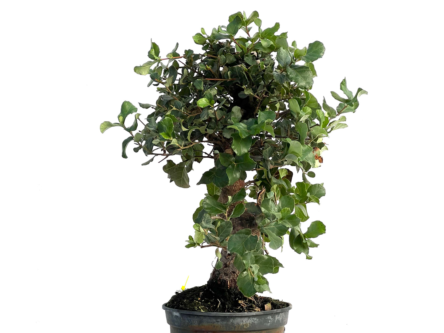 Quercus Suber 3321