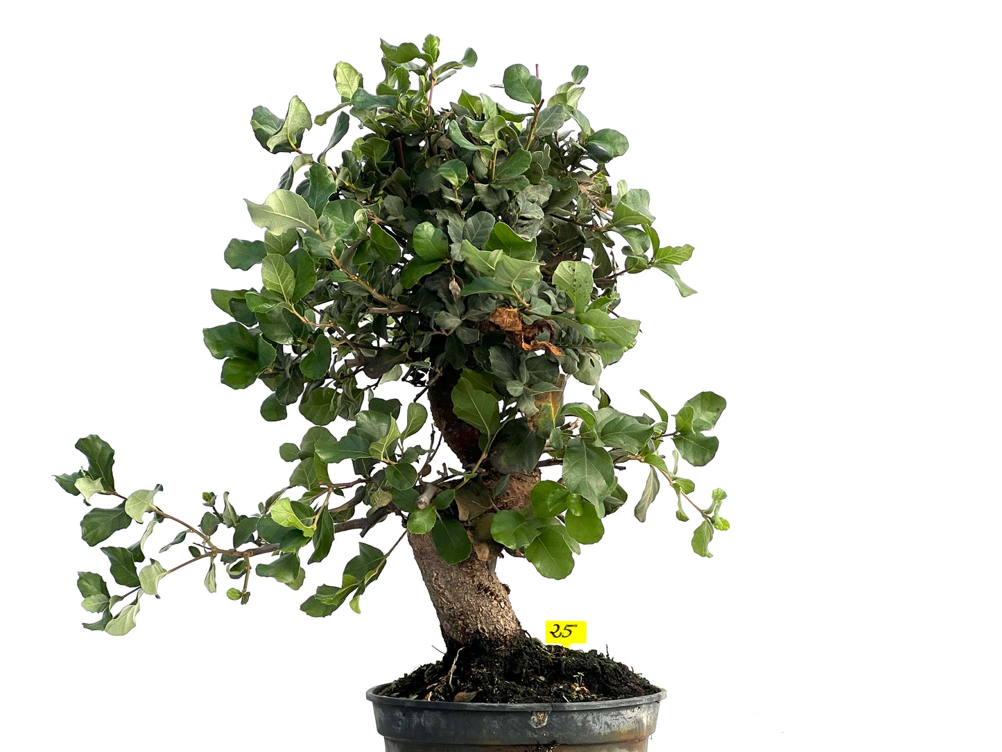 Quercus Suber 3321