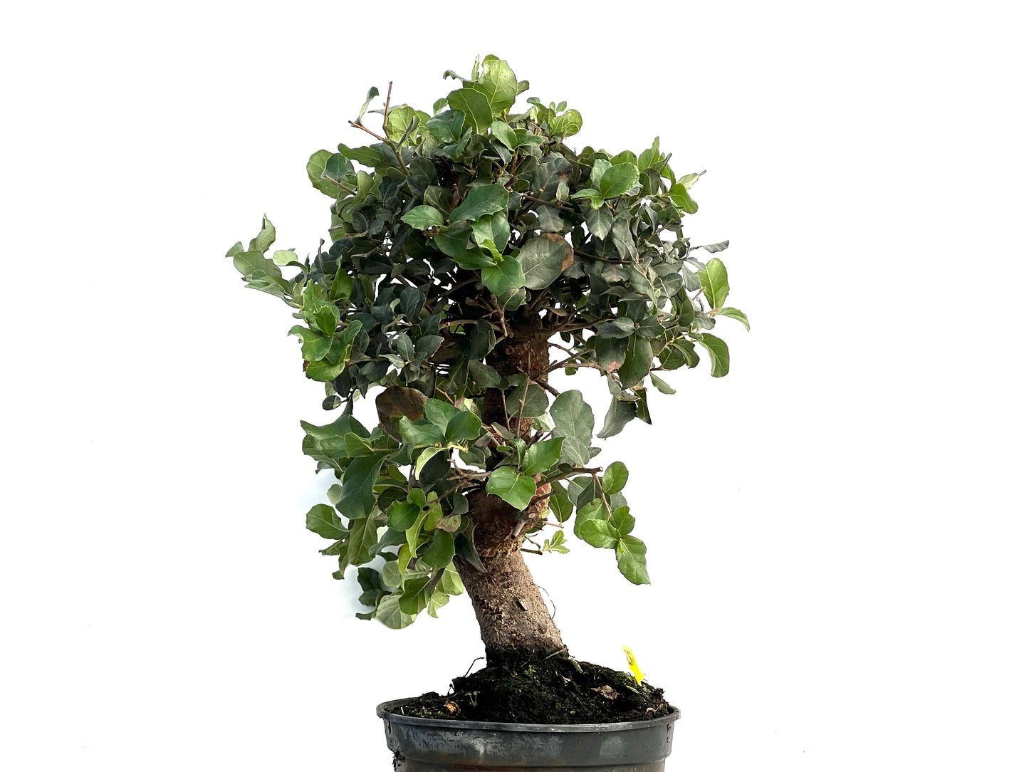 Quercus Suber 3321