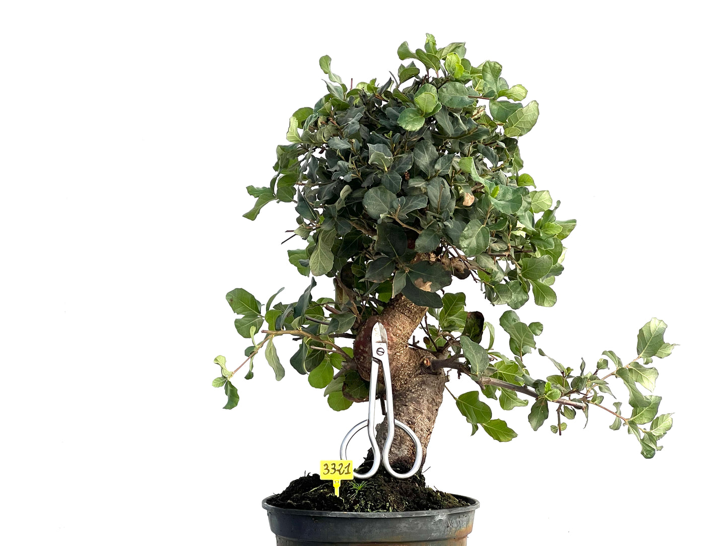 Quercus Suber 3321