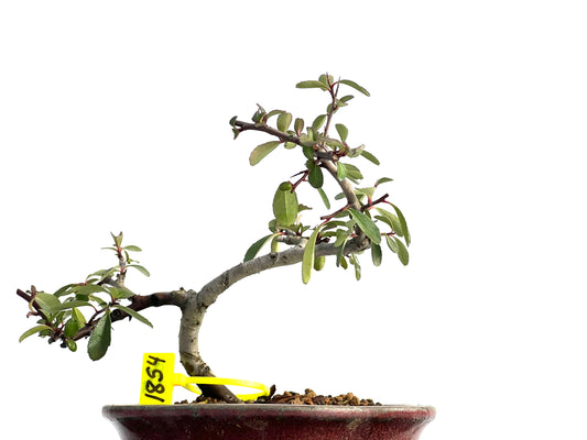 Pyracantha 1854