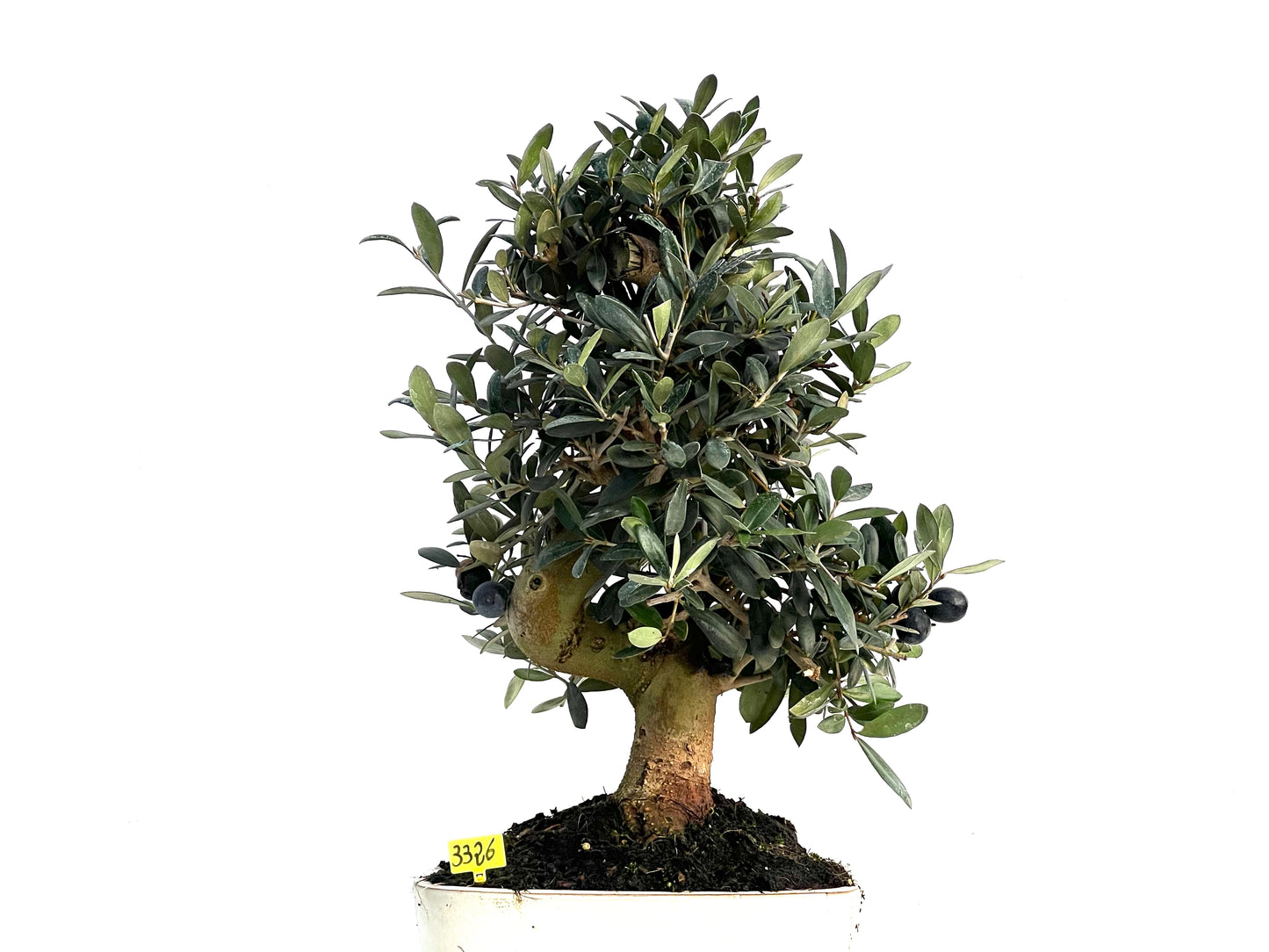 Olea Europaea 3326