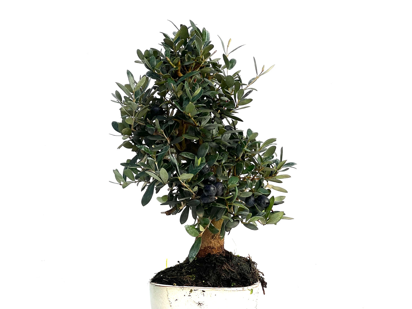 Olea Europaea 3326