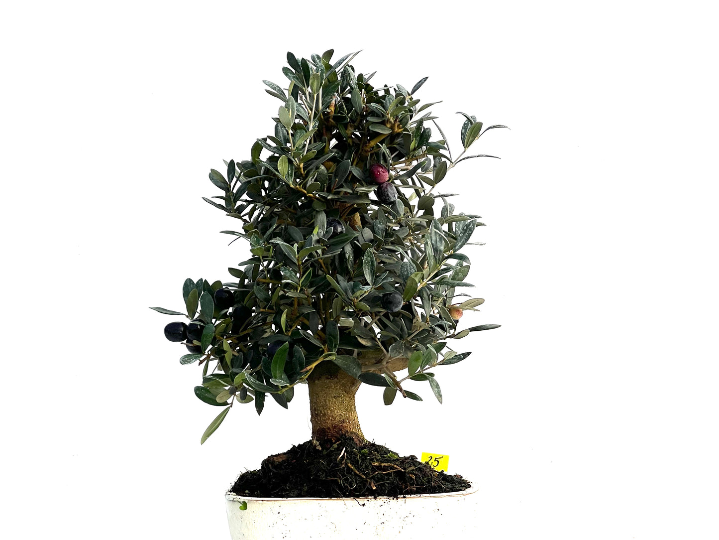 Olea Europaea 3326